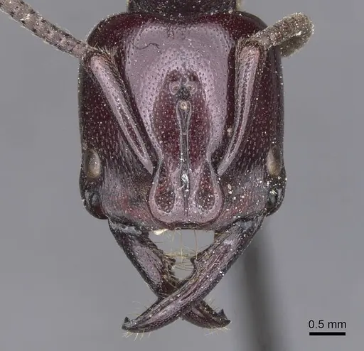 Plectroctena latinodis - CASENT0915289