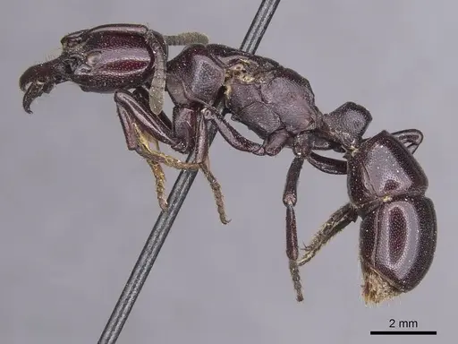 Plectroctena latinodis - CASENT0915289