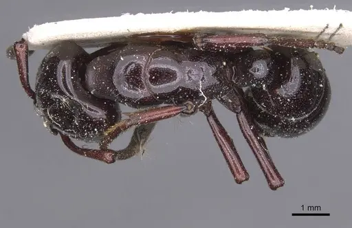 Plectroctena latinodis - RMCAENT000017733