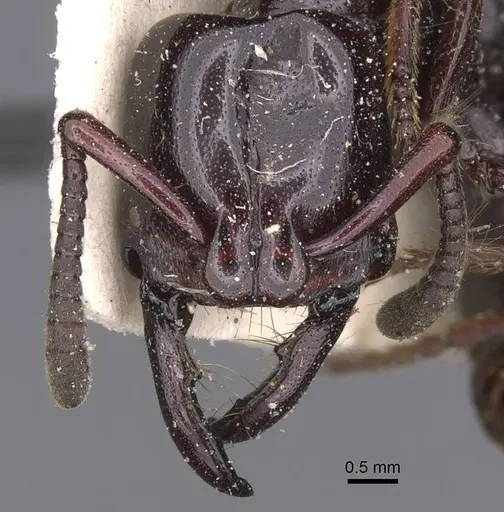 Plectroctena latinodis - RMCAENT000017733