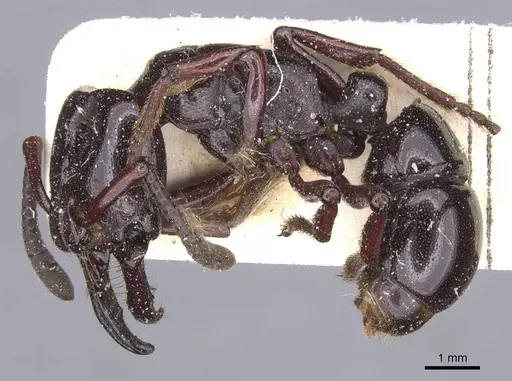 Plectroctena latinodis - RMCAENT000017733