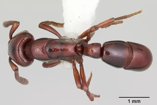 Plectroctena lygaria specimen