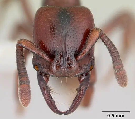 Plectroctena lygaria specimen