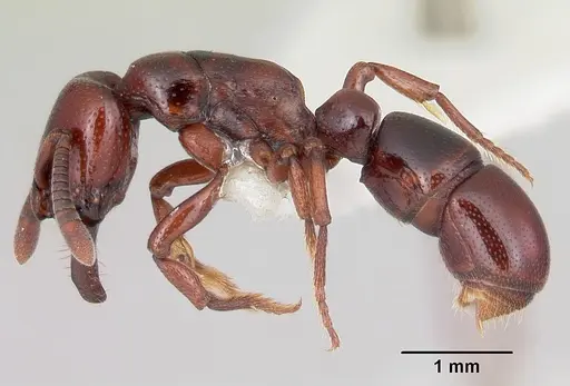 Plectroctena lygaria specimen