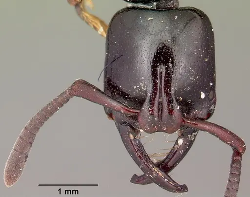 Plectroctena macgeei specimen