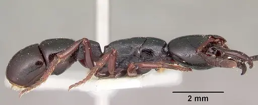 Plectroctena macgeei specimen