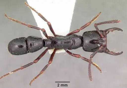 Plectroctena mandibularis specimen