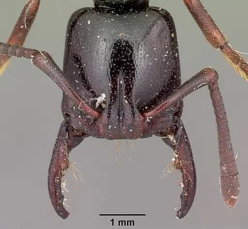 Plectroctena mandibularis specimen