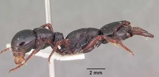 Plectroctena mandibularis specimen