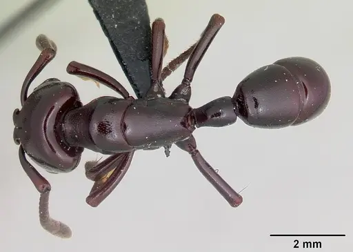 Plectroctena minor specimen