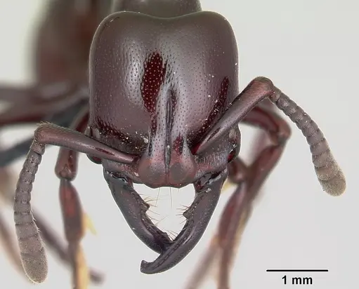 Plectroctena minor specimen