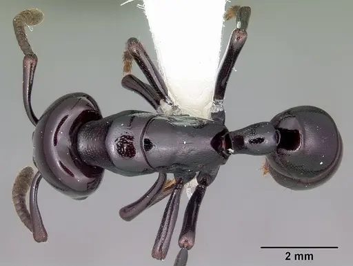 Plectroctena minor - CASENT0102988