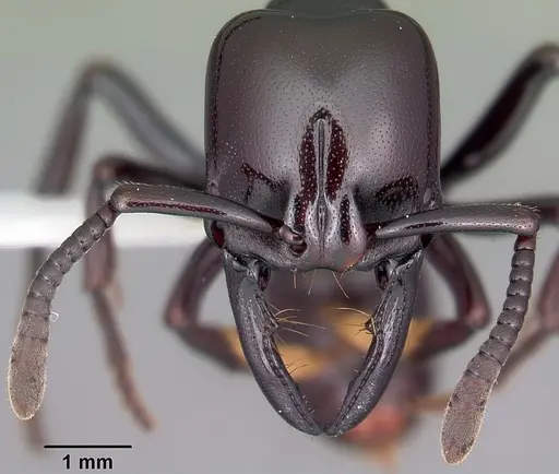 Plectroctena minor - CASENT0102988