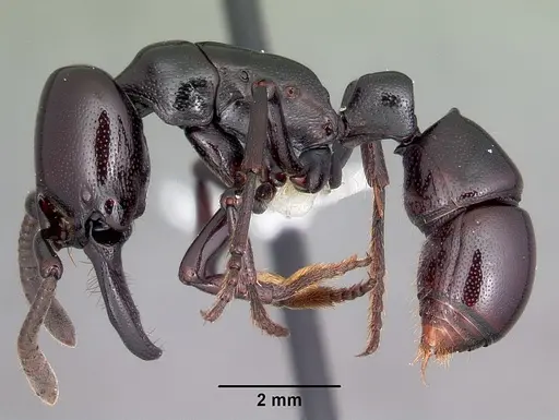 Plectroctena minor - CASENT0102988