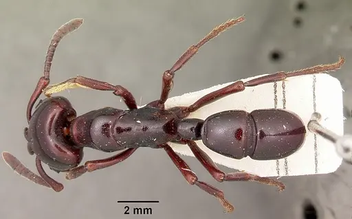 Plectroctena minor - CASENT0104650