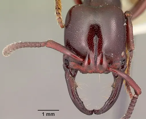 Plectroctena minor - CASENT0104650