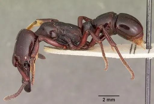 Plectroctena minor - CASENT0104650