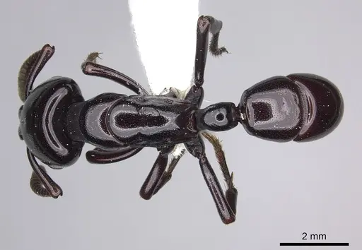 Plectroctena minor - CASENT0249214