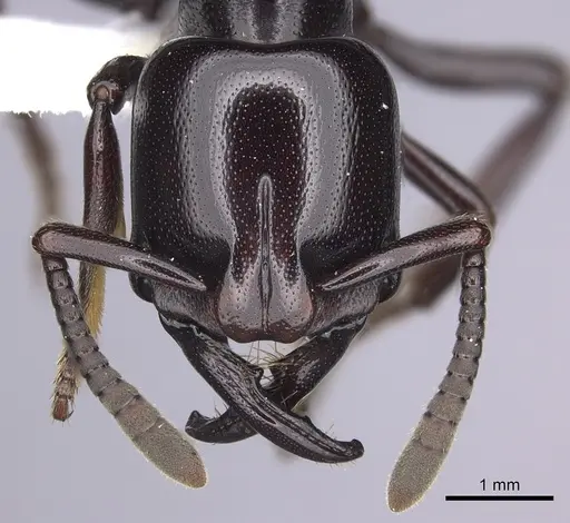 Plectroctena minor - CASENT0249214