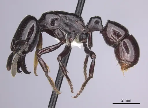 Plectroctena minor - CASENT0249214