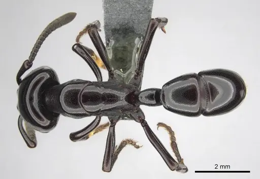 Plectroctena minor - CASENT0815650