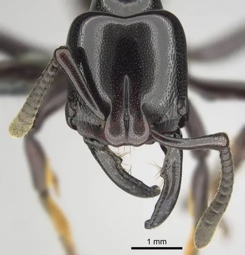 Plectroctena minor - CASENT0815650