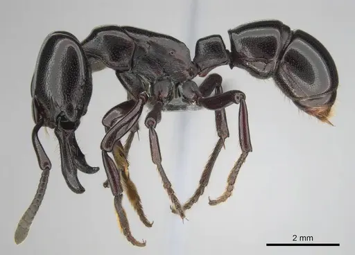 Plectroctena minor - CASENT0815650