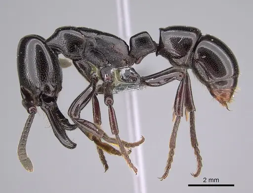 Plectroctena minor - CASENT0815652