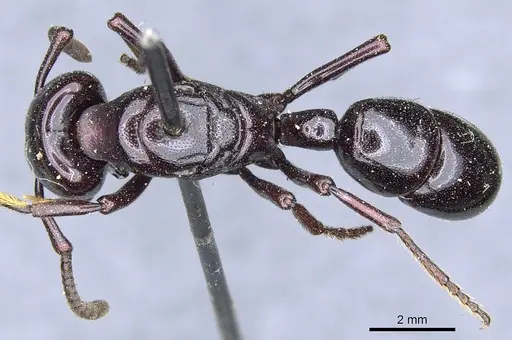 Plectroctena minor - CASENT0903929