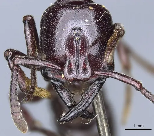 Plectroctena minor - CASENT0903929