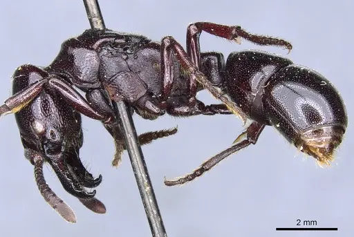 Plectroctena minor - CASENT0903929