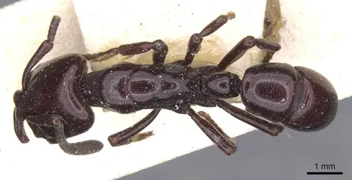 Plectroctena minor - CASENT0915287