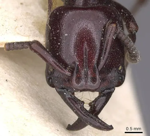 Plectroctena minor - CASENT0915287