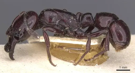 Plectroctena minor - CASENT0915287