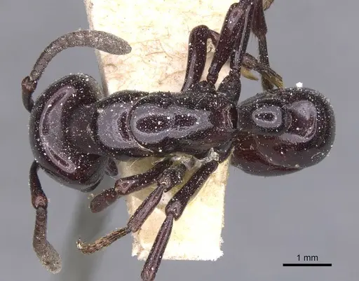 Plectroctena minor - CASENT0915288