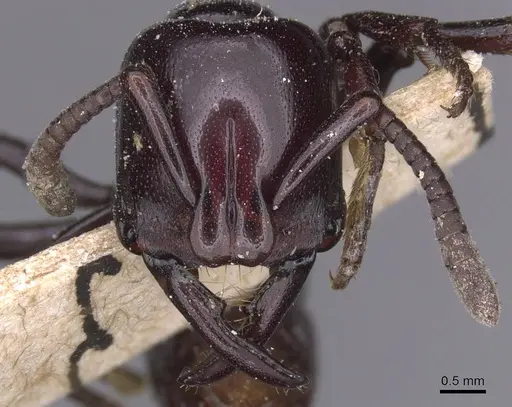 Plectroctena minor - CASENT0915288