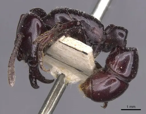 Plectroctena minor - CASENT0915288