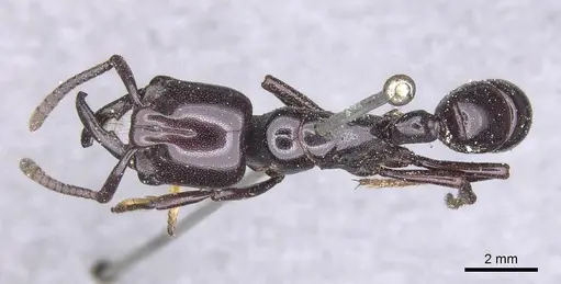 Plectroctena minor - CASENT0915291