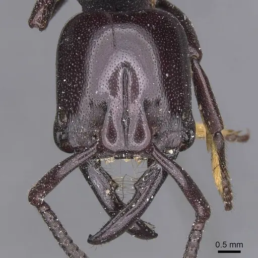 Plectroctena minor - CASENT0915291