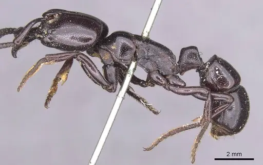 Plectroctena minor - CASENT0915291