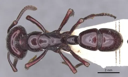 Plectroctena minor - CASENT0915292