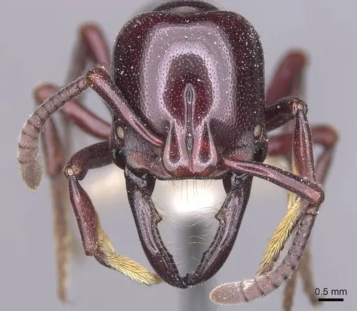 Plectroctena minor - CASENT0915292