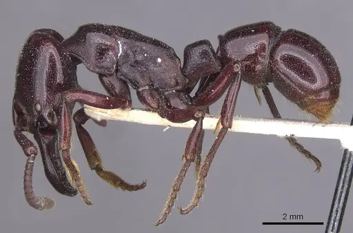 Plectroctena minor - CASENT0915292