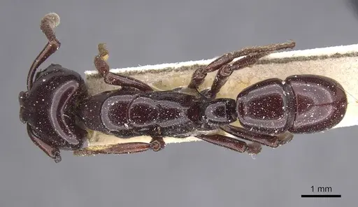 Plectroctena minor - CASENT0915472