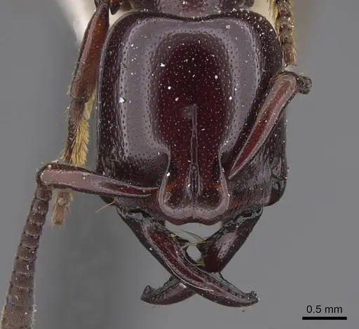 Plectroctena minor - CASENT0915472