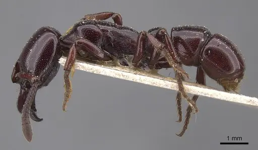 Plectroctena minor - CASENT0915472