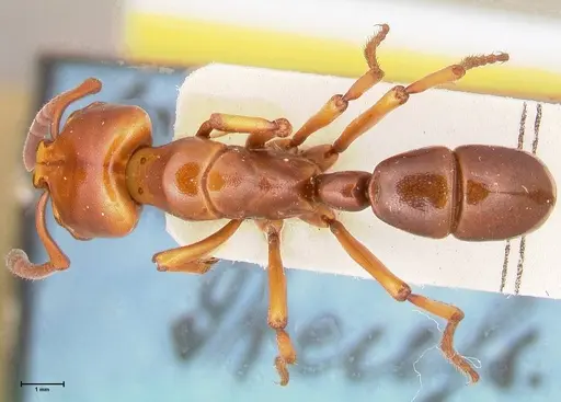 Plectroctena minor - FOCOL1016