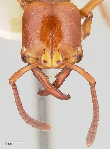 Plectroctena minor - FOCOL1016