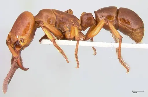 Plectroctena minor - FOCOL1016