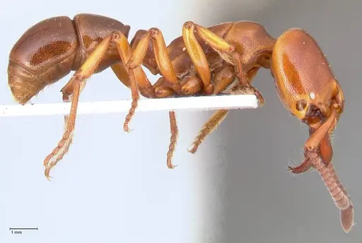 Plectroctena minor - FOCOL1016